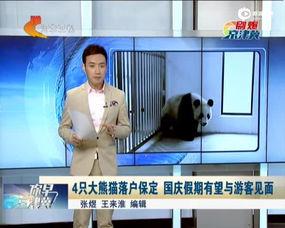 熊猫在外国产仔激动视频